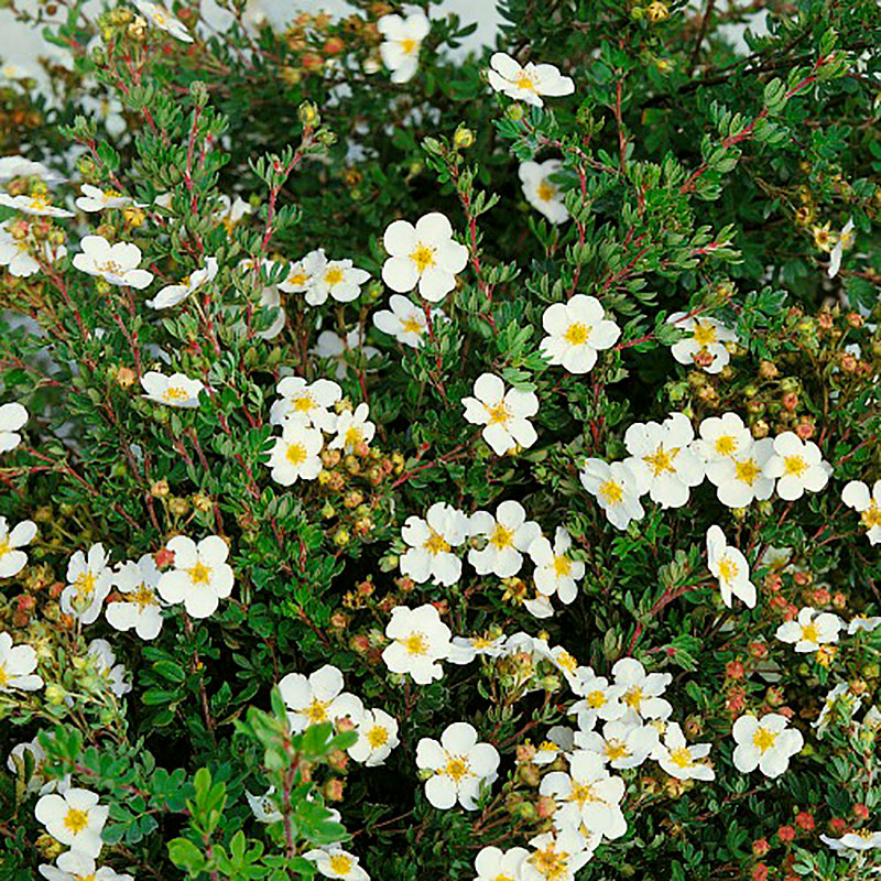 Ölandstok Abbotswood 30-50 cm, 10-pack