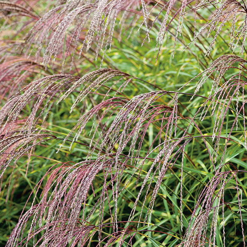 Glansmiskantus 'Little Zebra', 2L