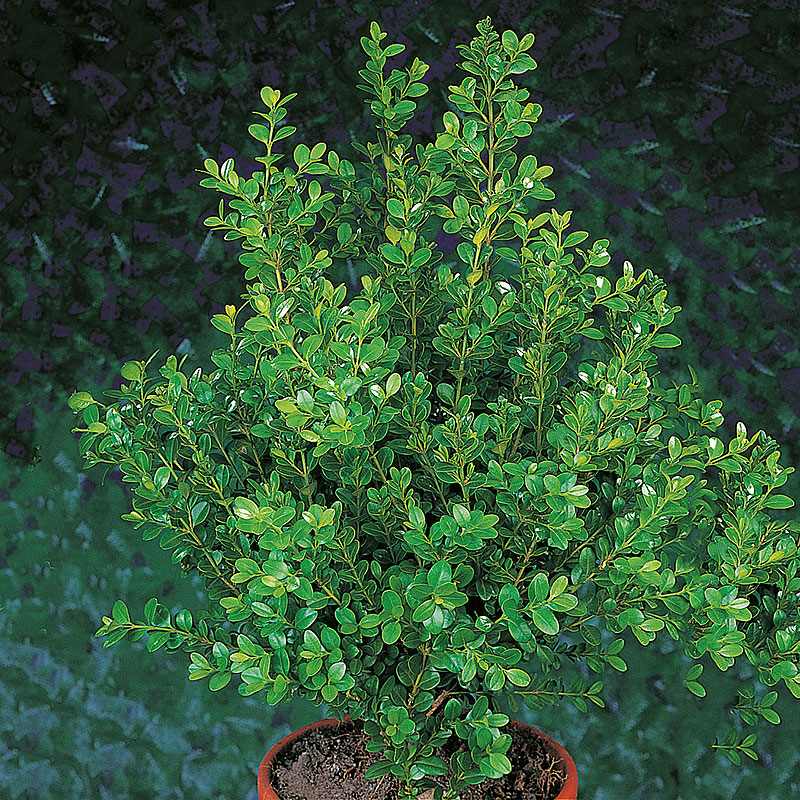 Buxbom microphylla 'Faukner' 15-20 cm, 10-pack