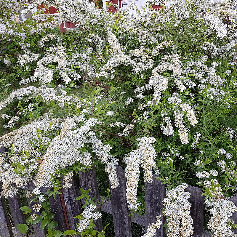 Norsk brudspirea 'Grefsheim' 10-pack