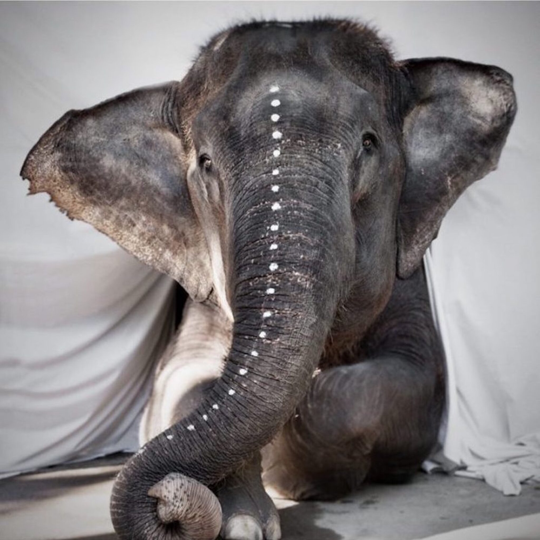 Elephant Adele Canvas Poster
