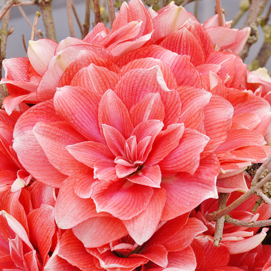 Amaryllis 'Double Dream'