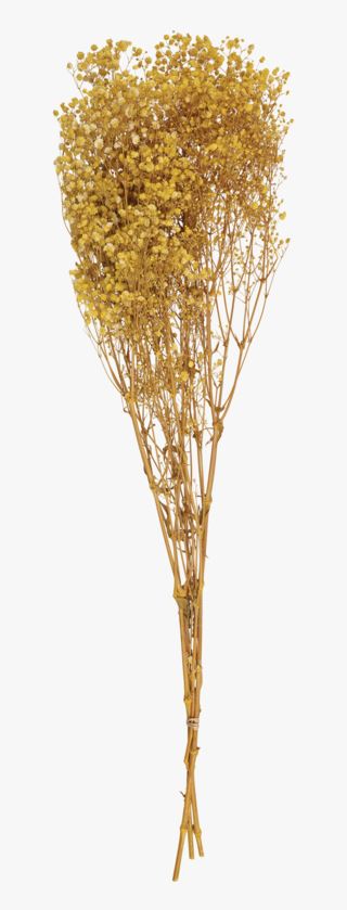 Gypsophila halm gul