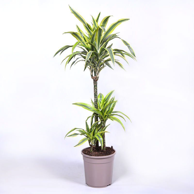 Doftdracena 'Lemon Lime'