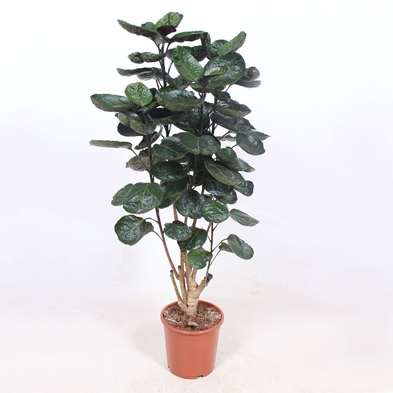 Nätaralia 'Fabian'
