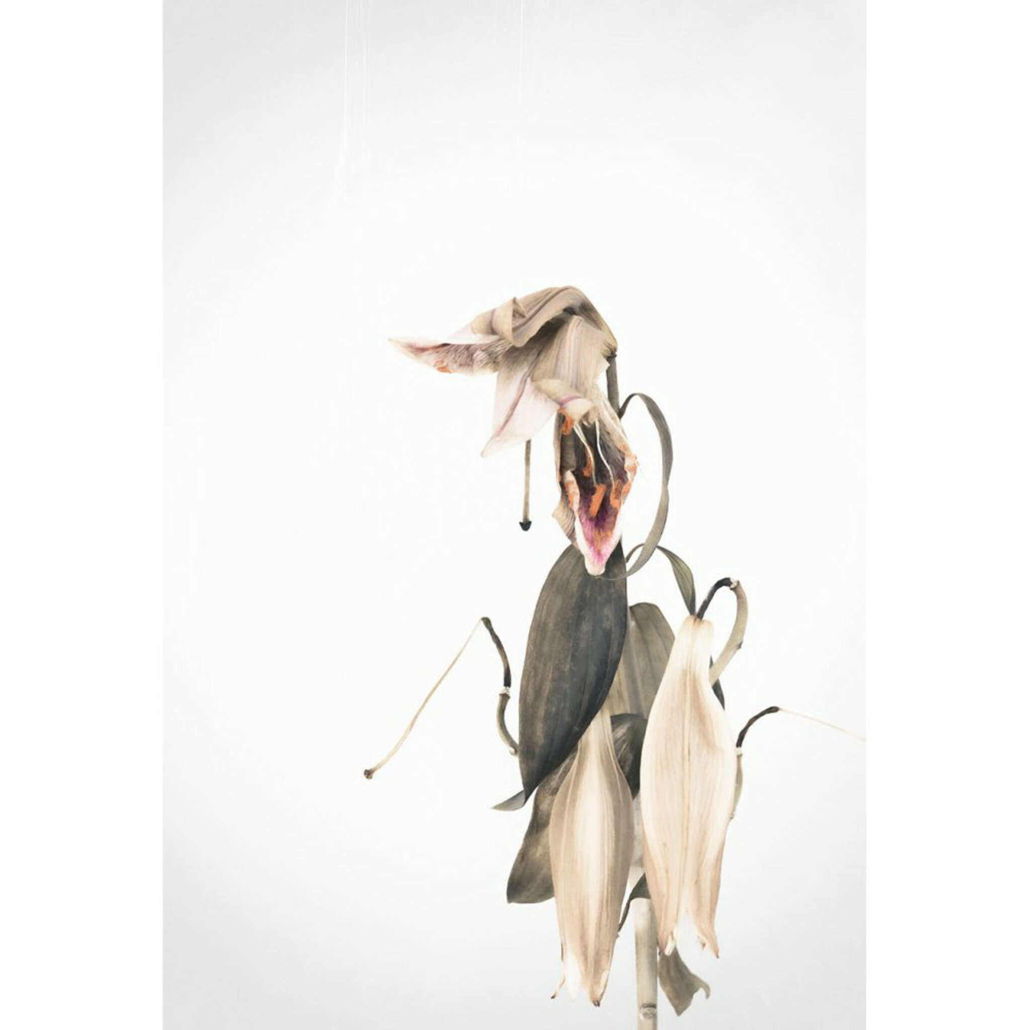 Nude Lilies Poster