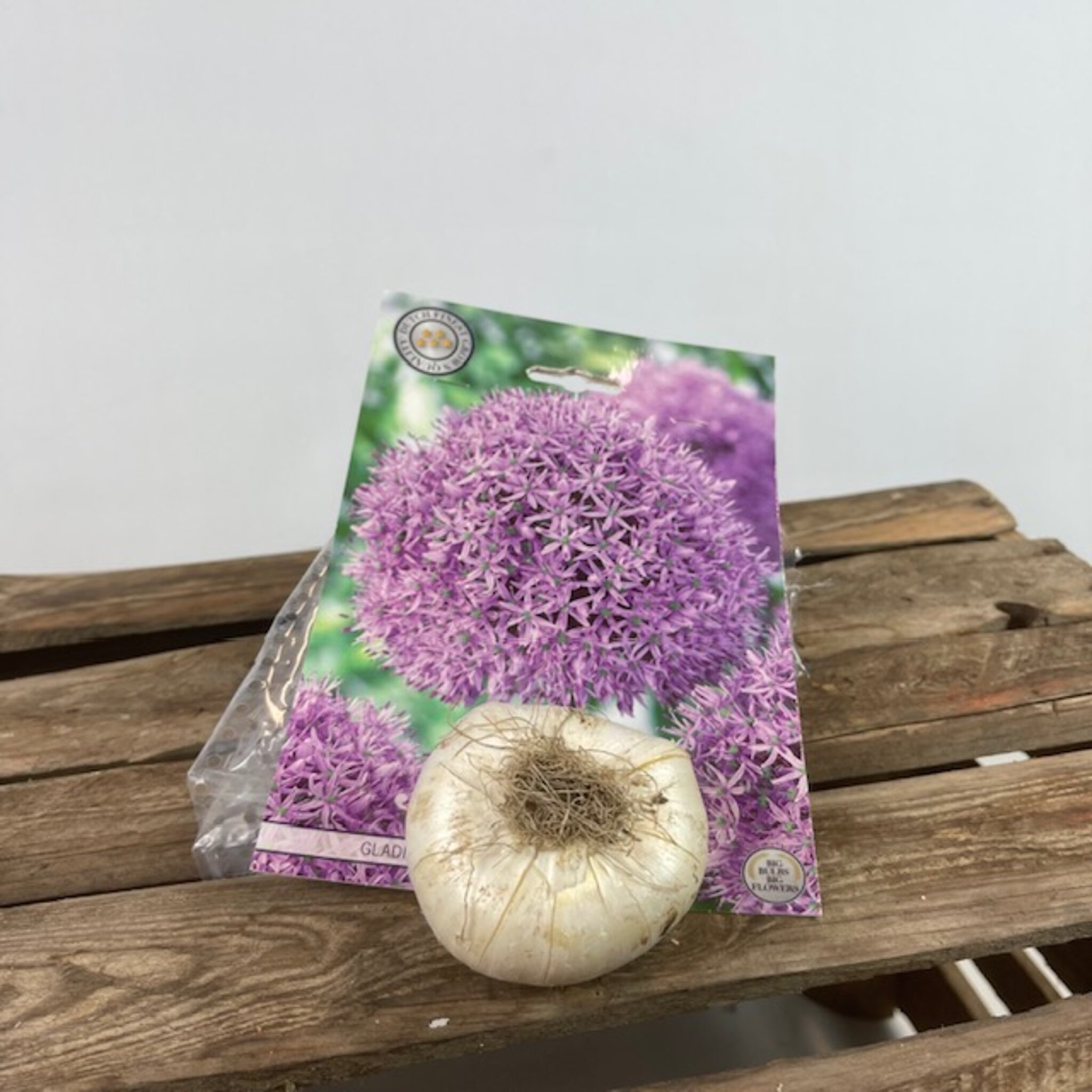 Allium Gladiator