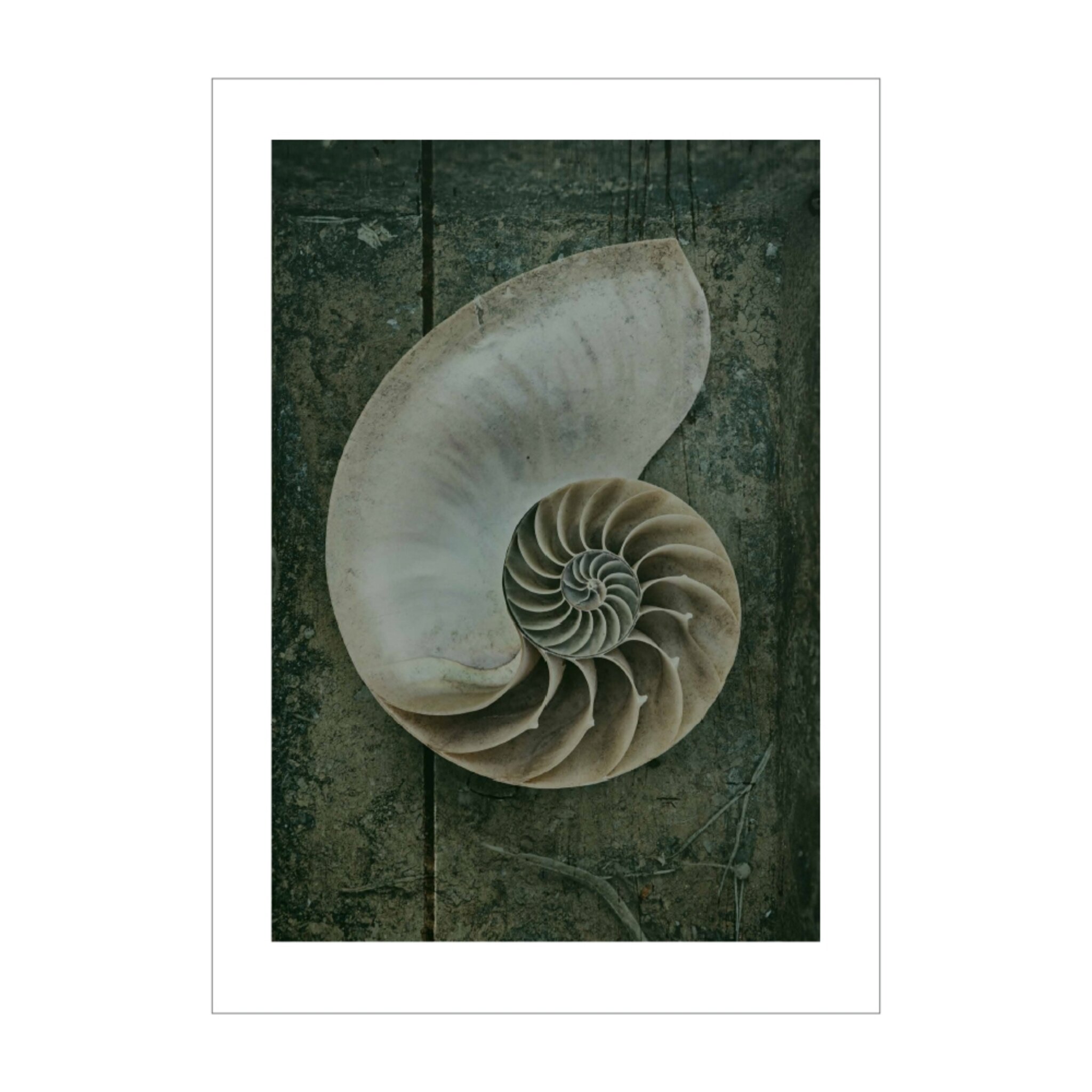 Shell on Wood