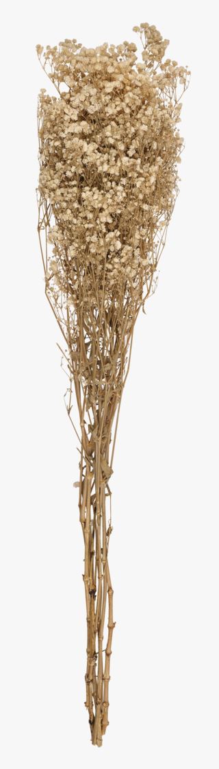 Gypsophila halm vit