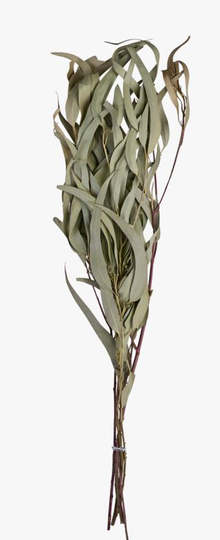Eucalyptus dried kvist havsgräs