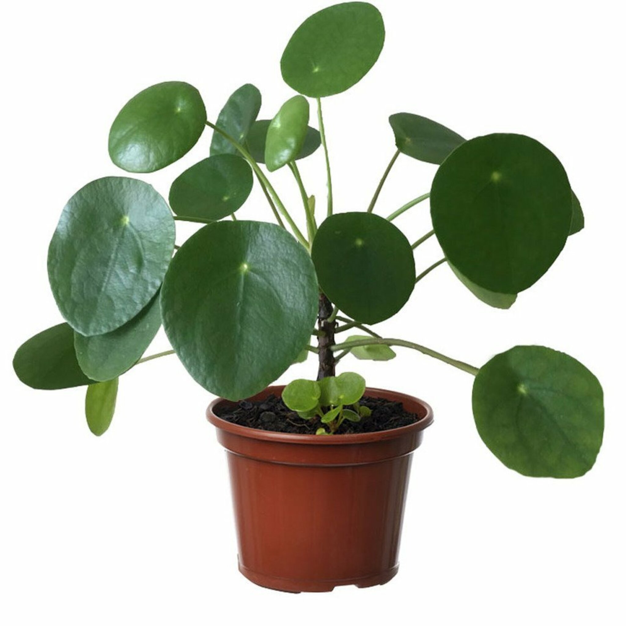 Peperomia Polybotrya