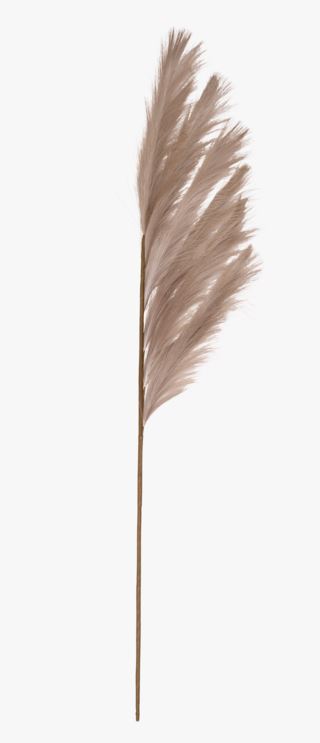 Pampas grass blommor beige