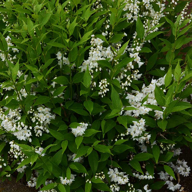 Bruddeutzia 10-pack