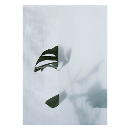 Botanic Poster Split-Leaf