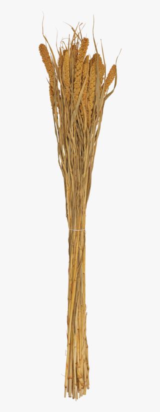 Setaria halm gul