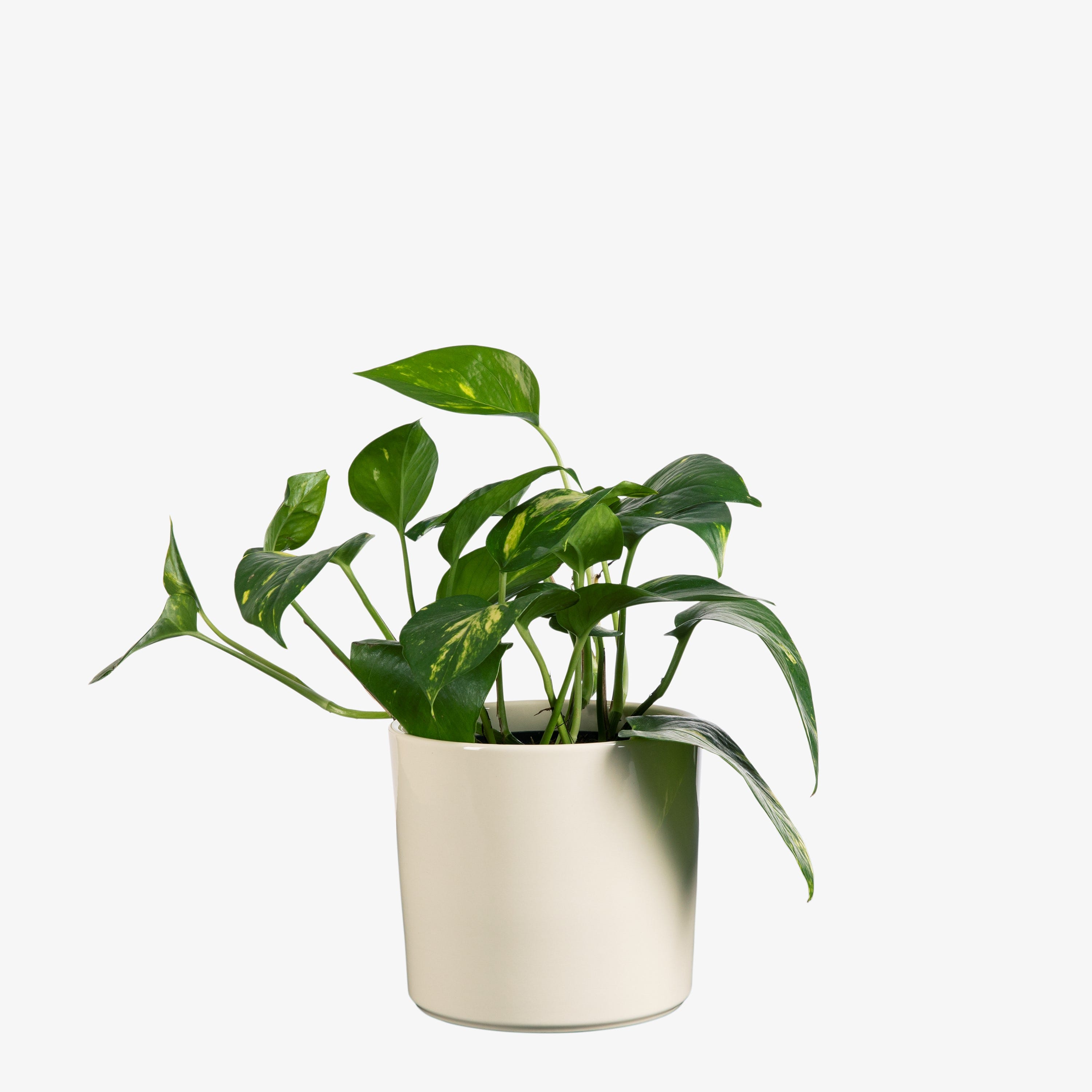 Kruka Glaserad 15cm Creme