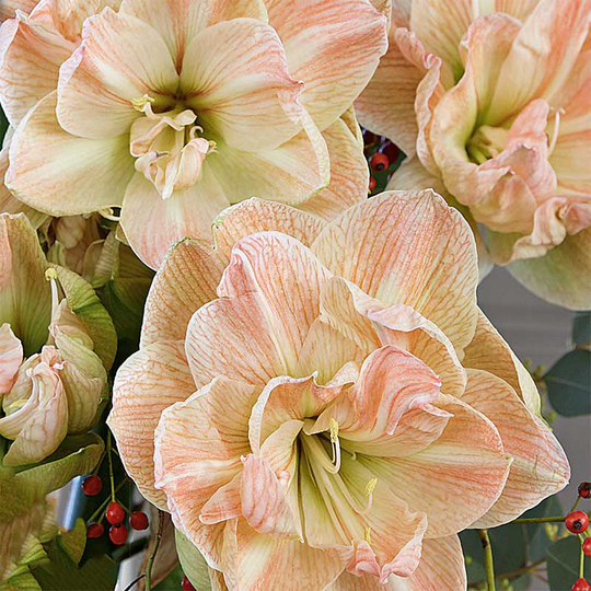 Amaryllis 'Exotic Nymph'