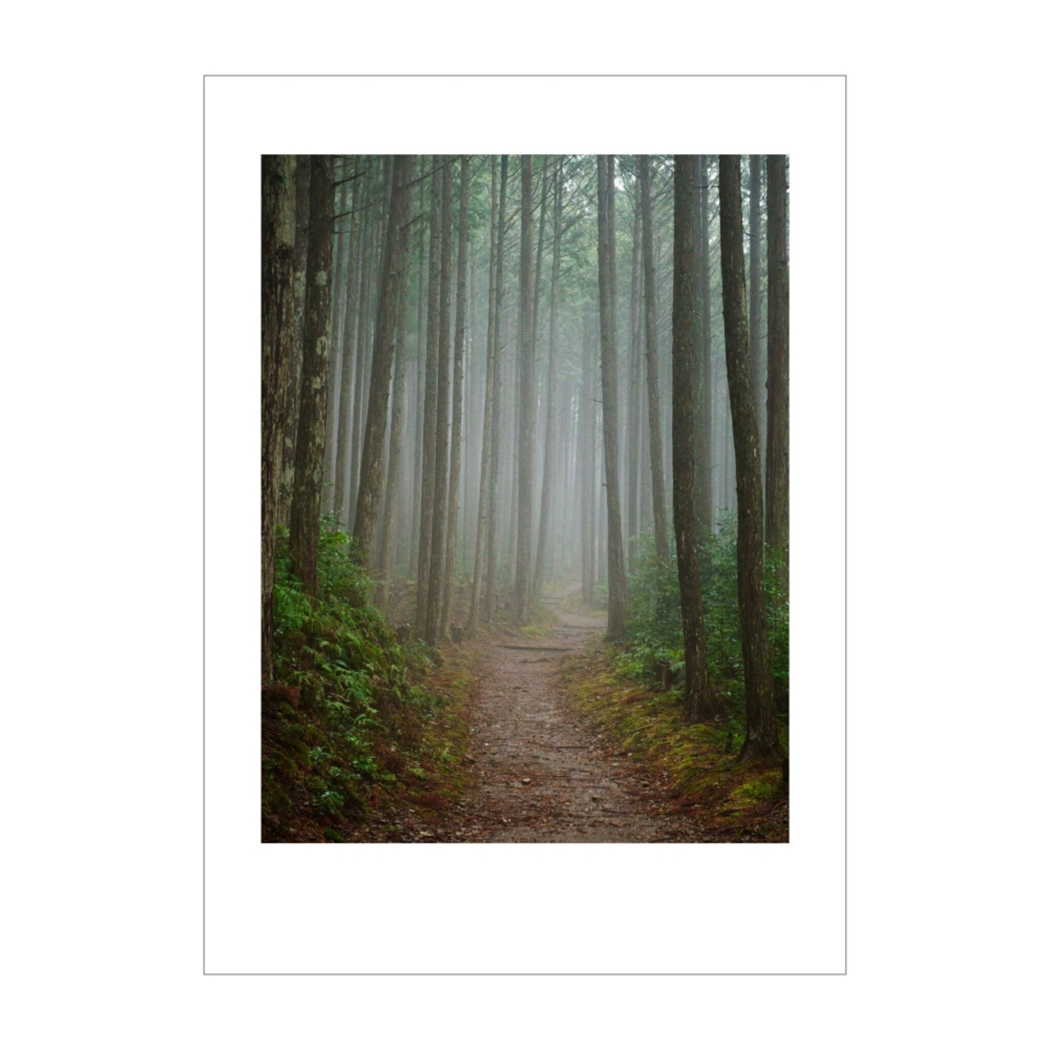 The Walk #4