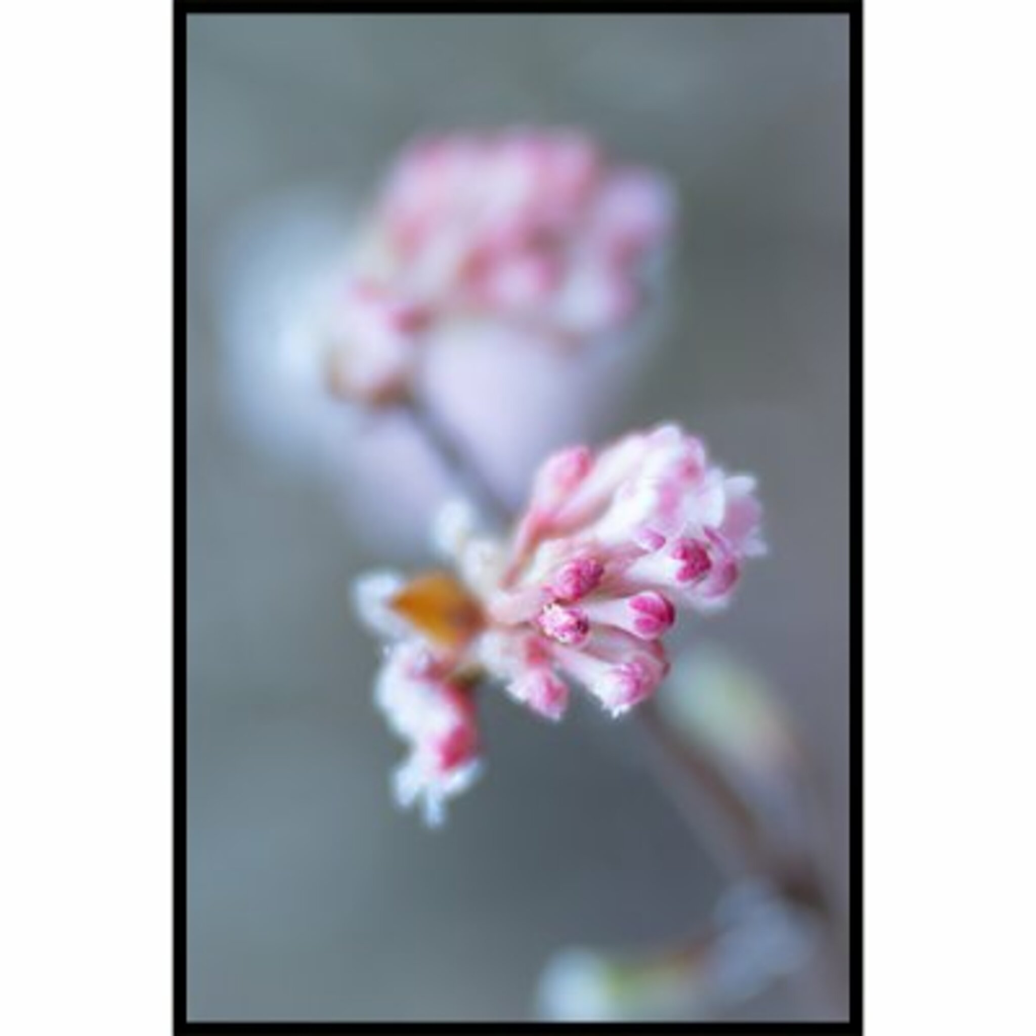 Pinky Bloom Poster