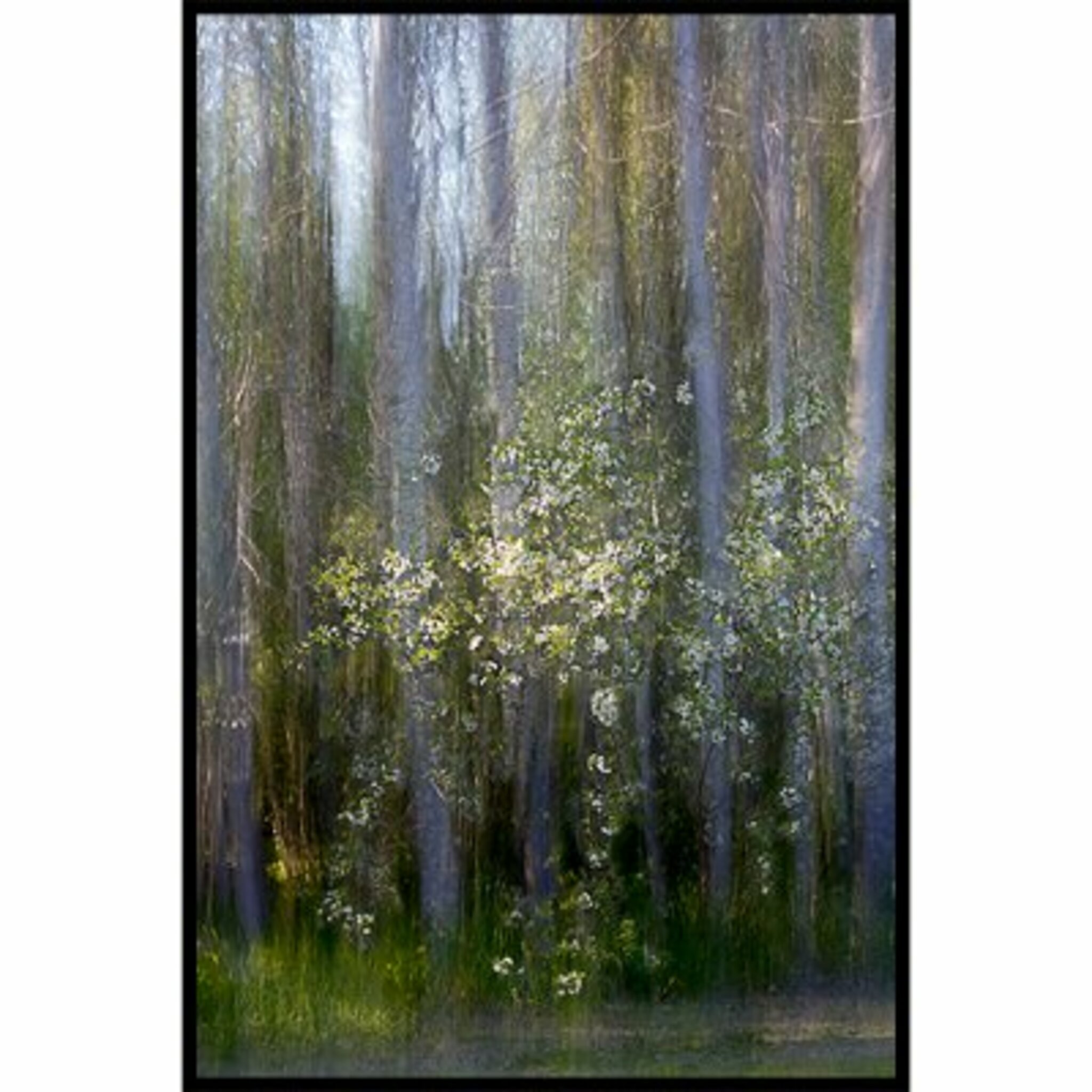 Cherry Blossom Poster