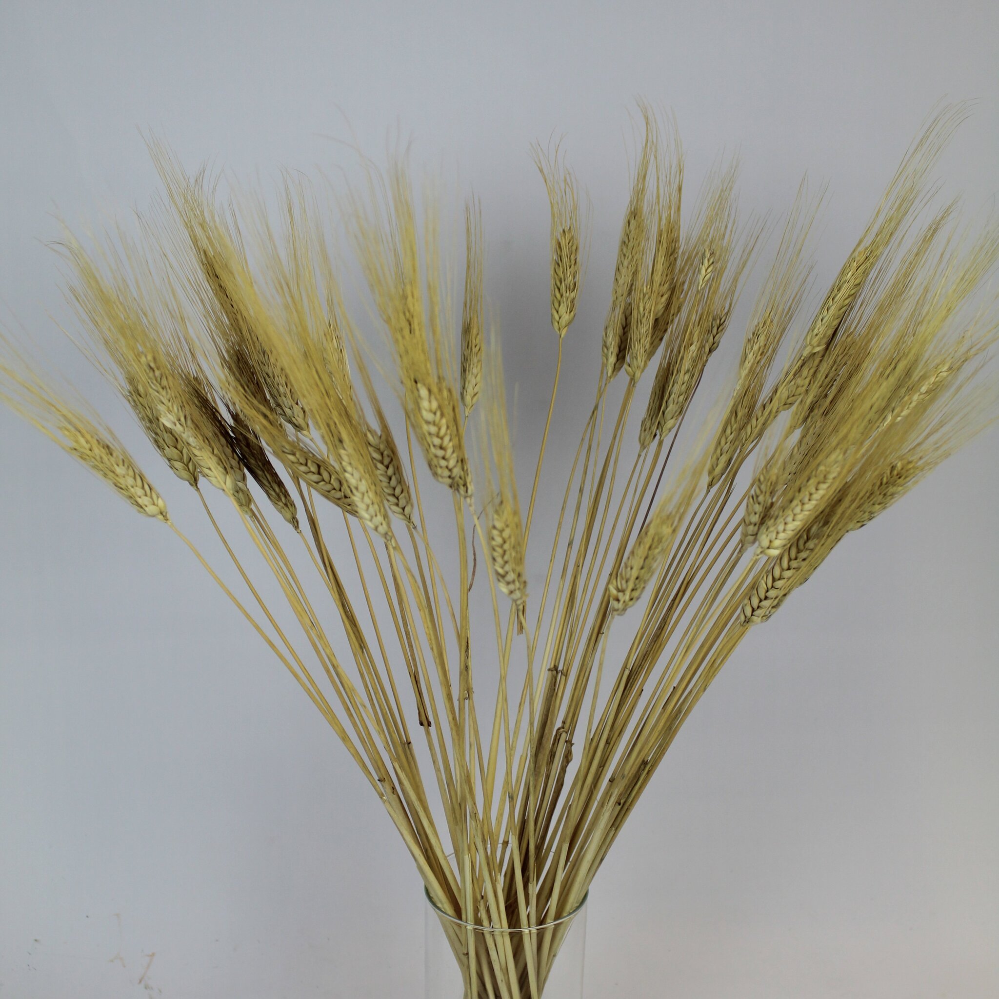 Triticum Beard