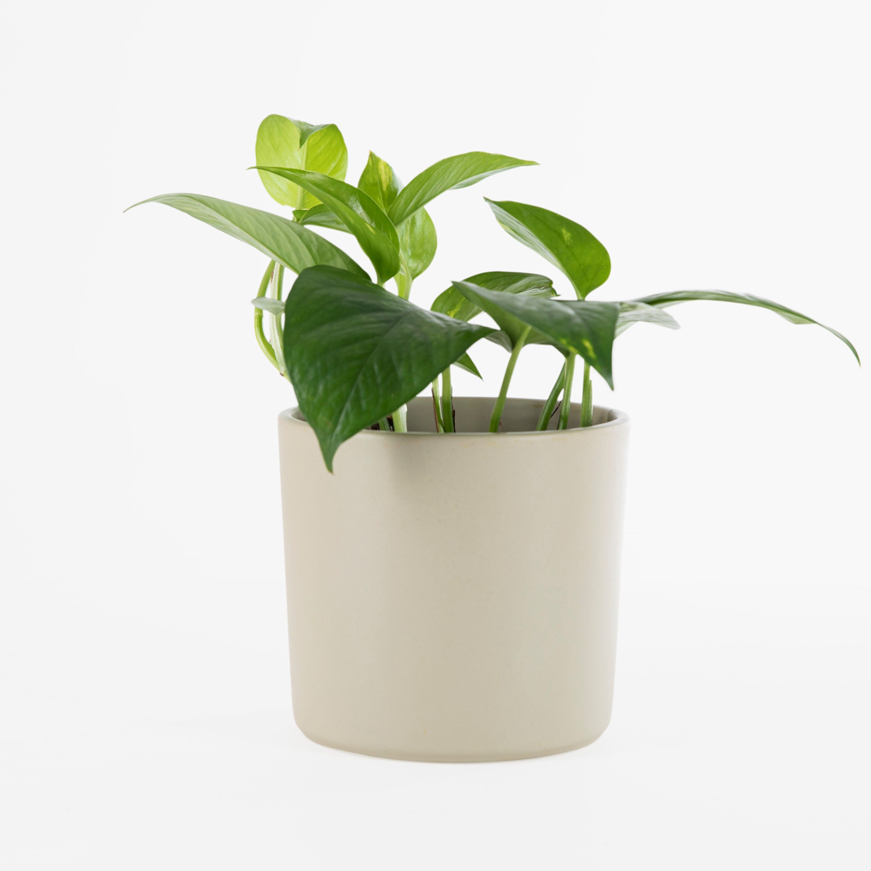 Kruka Dolomit Mellan Sandbeige