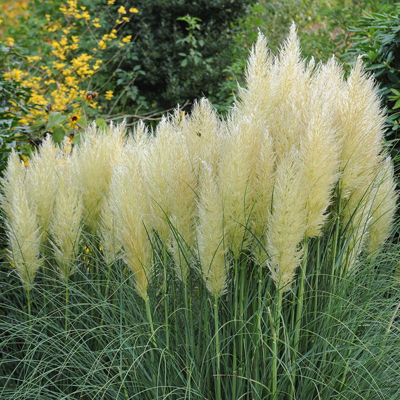 Pampasgräs 'Pumila', 2L