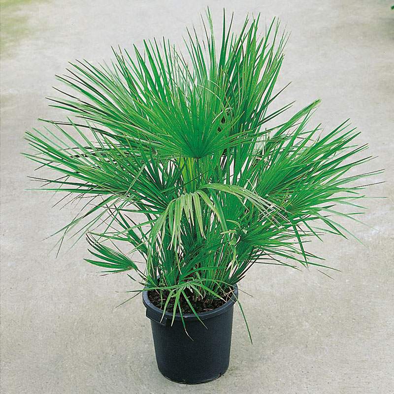 Europeisk dvärgpalm, 110-120 cm