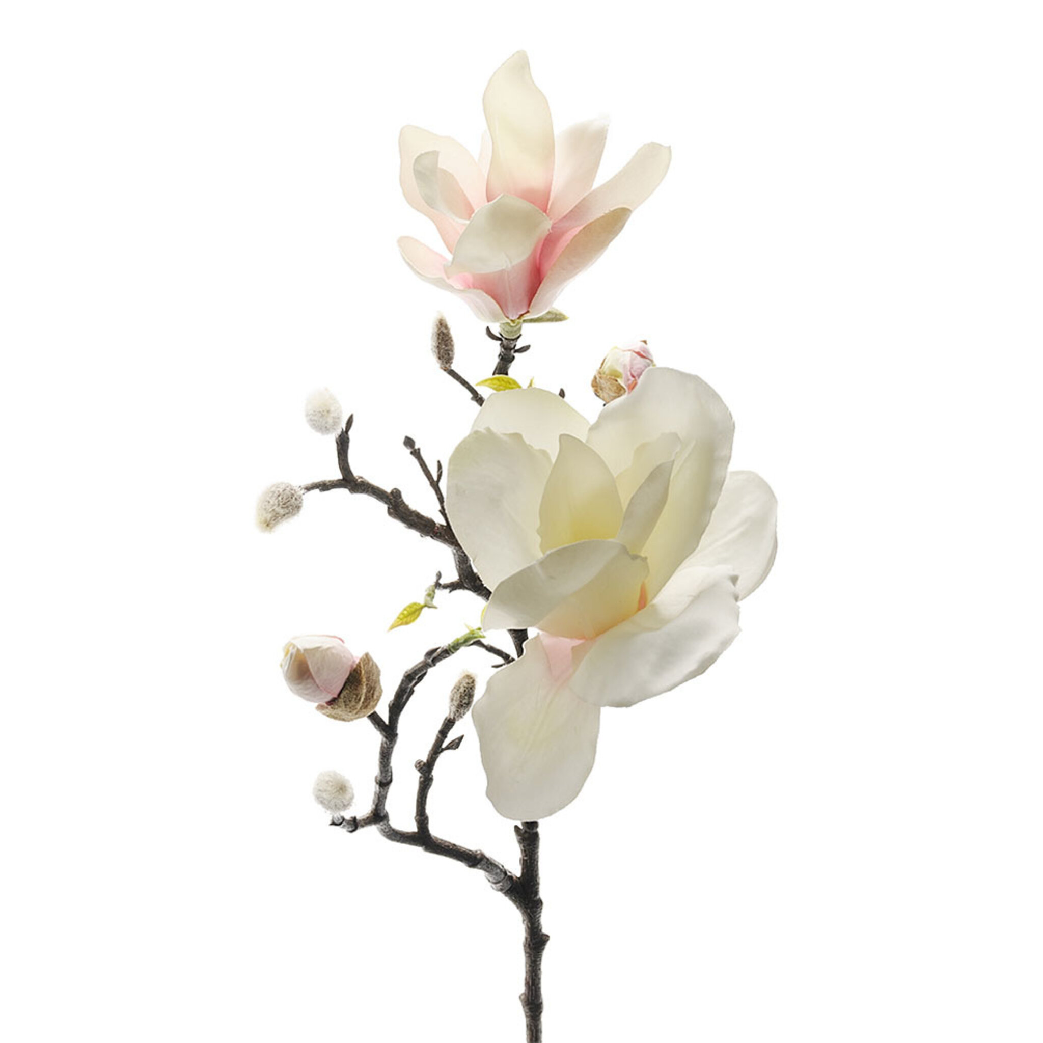 Konstväxt Magnolia