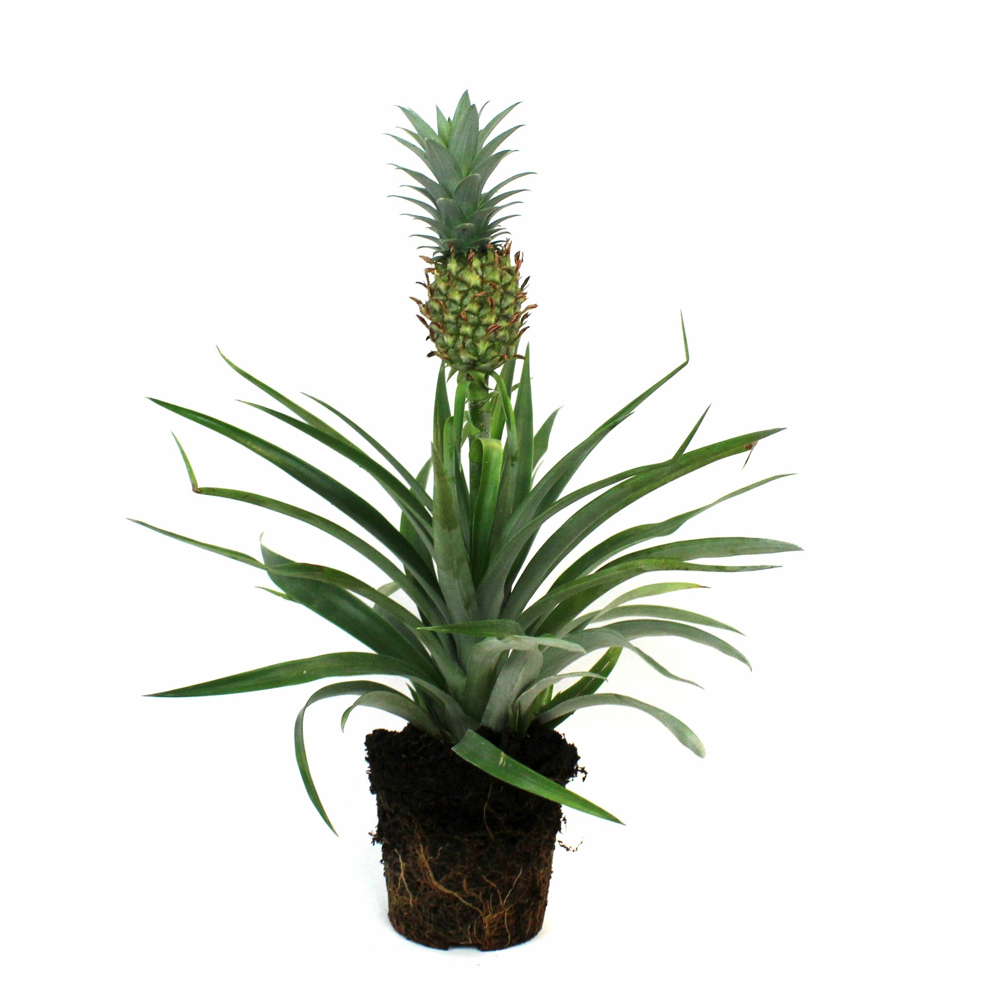 Ananas På Kruka