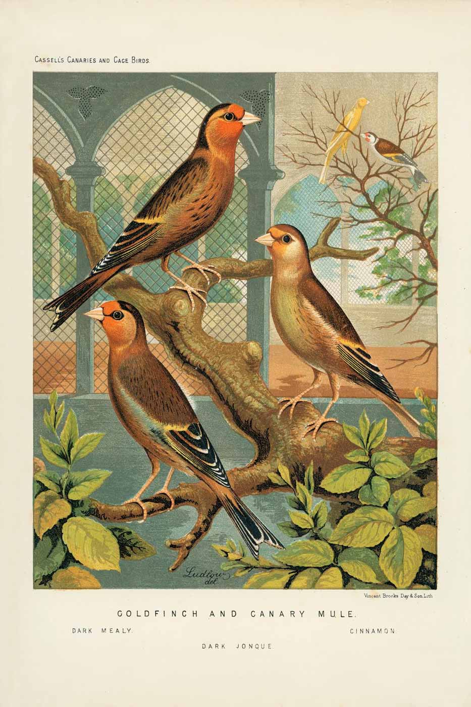 Print Cassel 40x50 #004