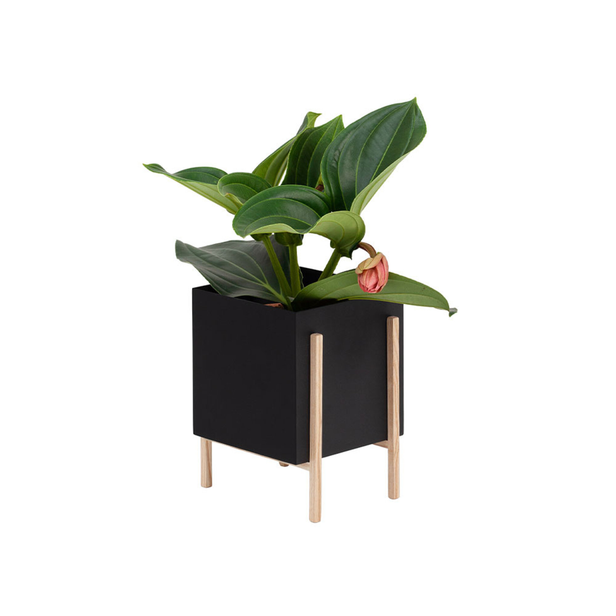 Botanic Pot, 18x20x25