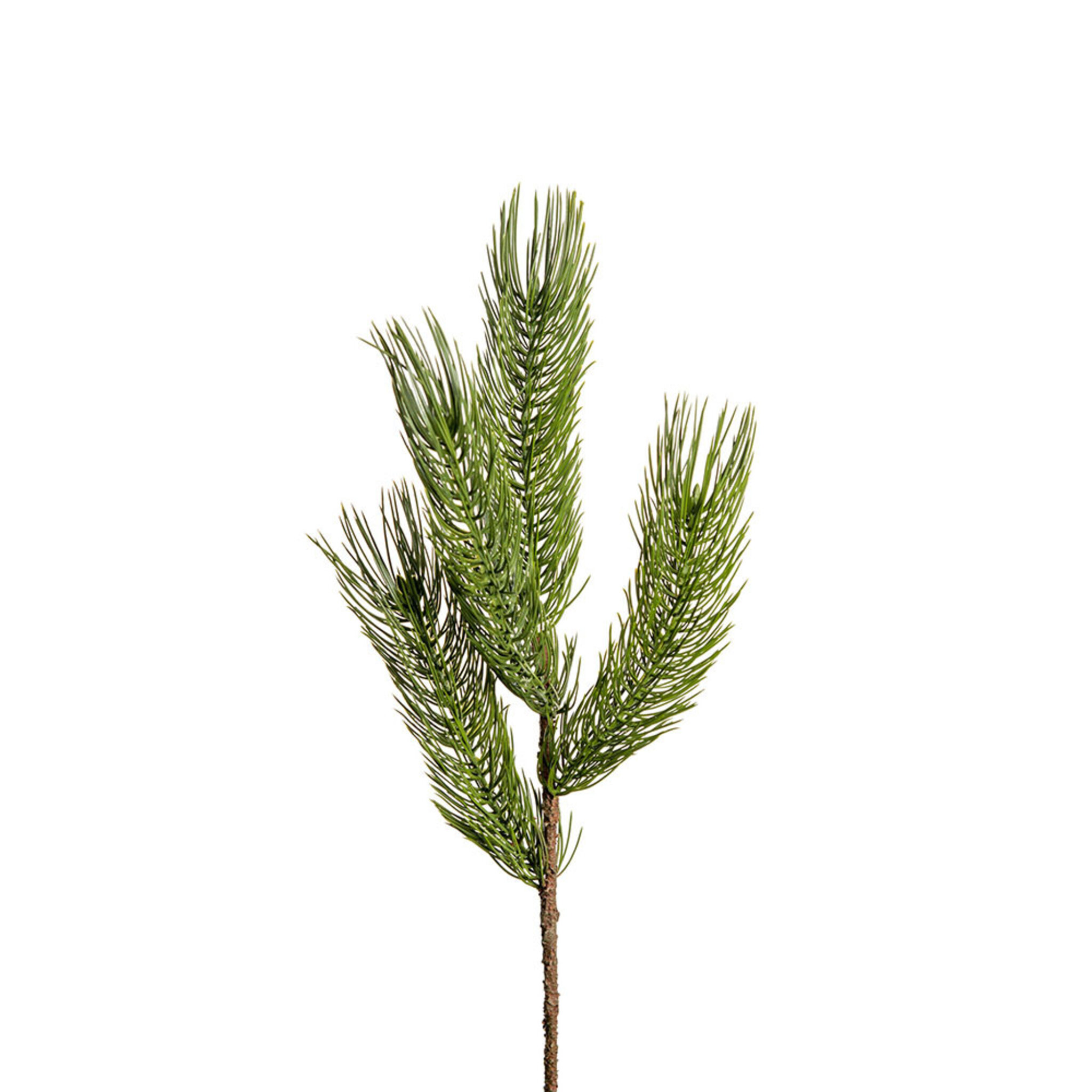 Tall, 55 CM