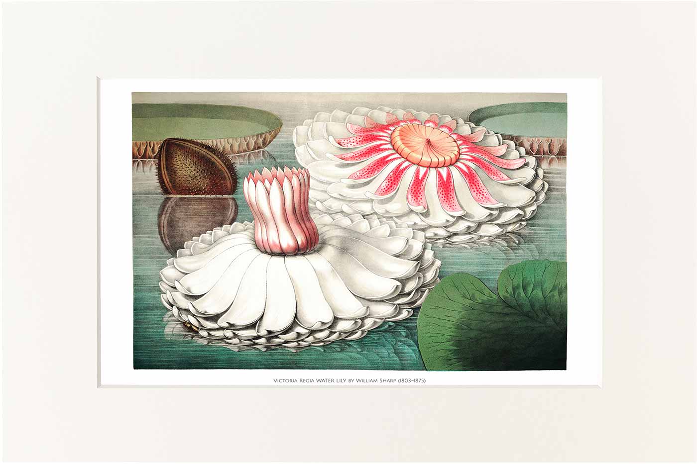 Print William Sharp 40x50cm #004