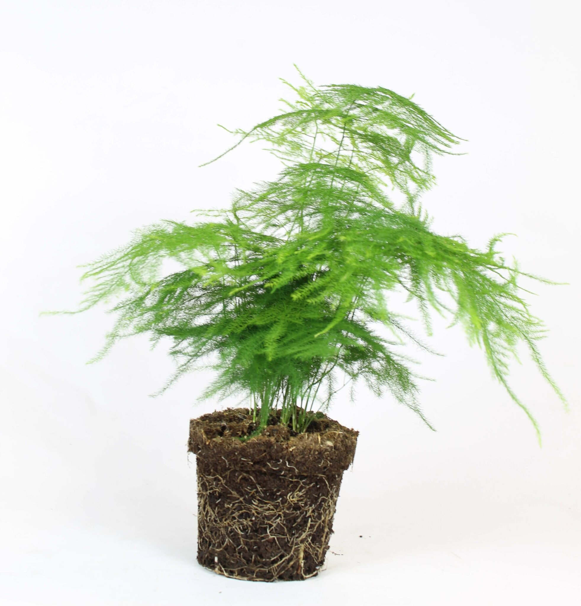 Fjädersparris, Asparagus Setaceus