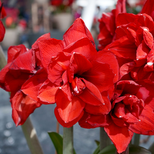 Amaryllis 'Cherry Nymph'