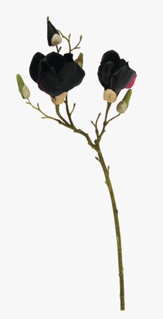 Magnolia singel blommor burgundy