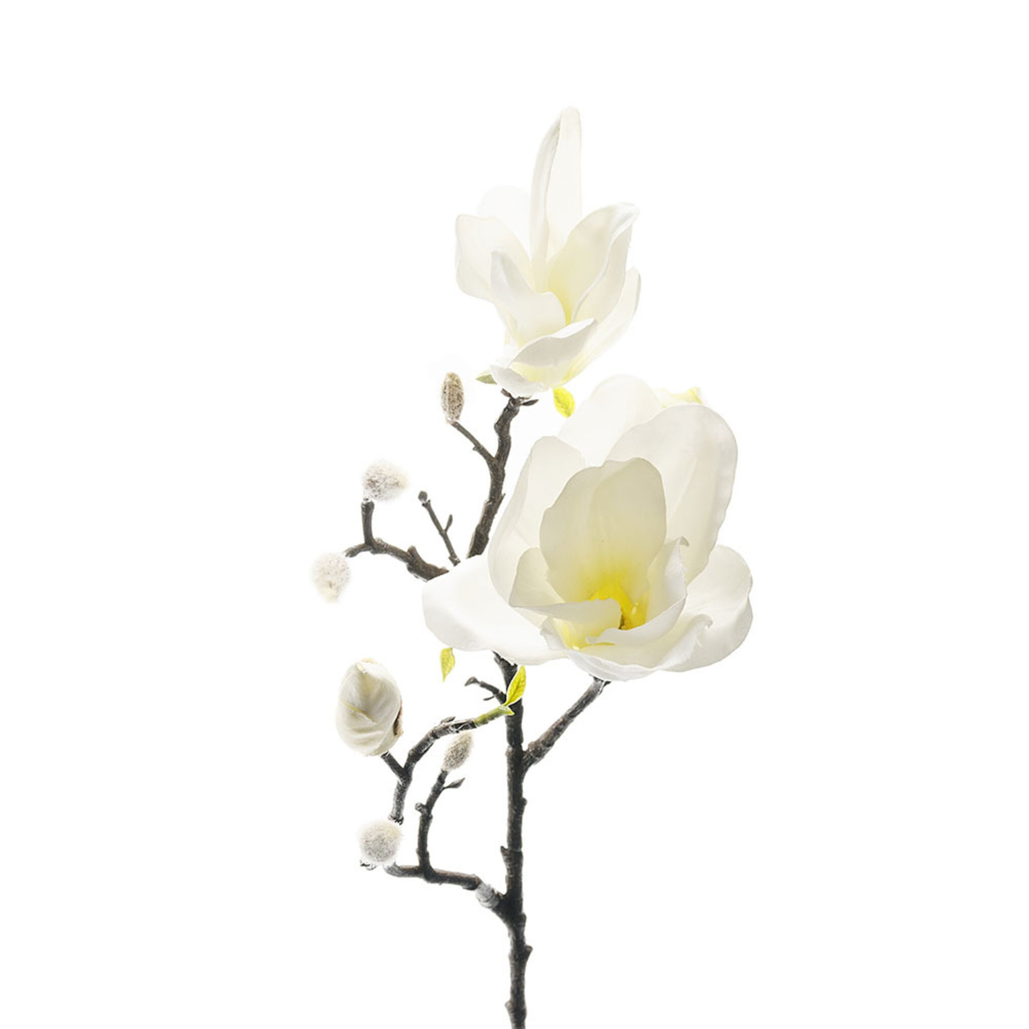 Magnolia konstväxt, 60