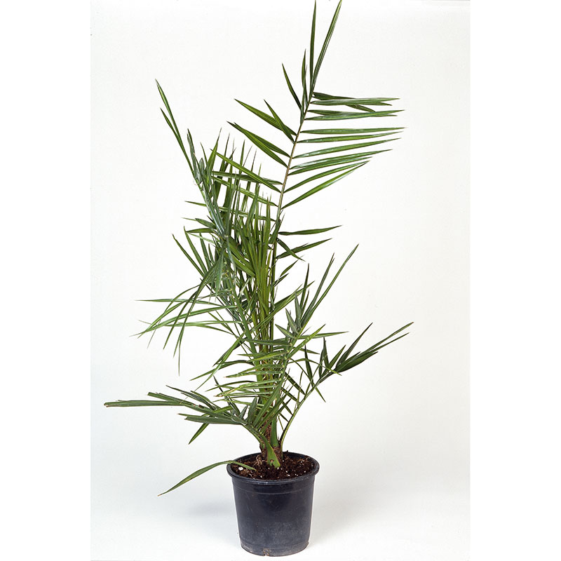 Dadelpalm, 100-110 cm