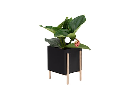 Botanic Pot