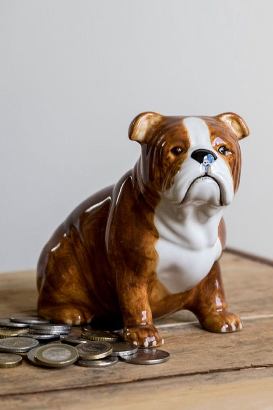 Sparbössa Engelsk bulldog