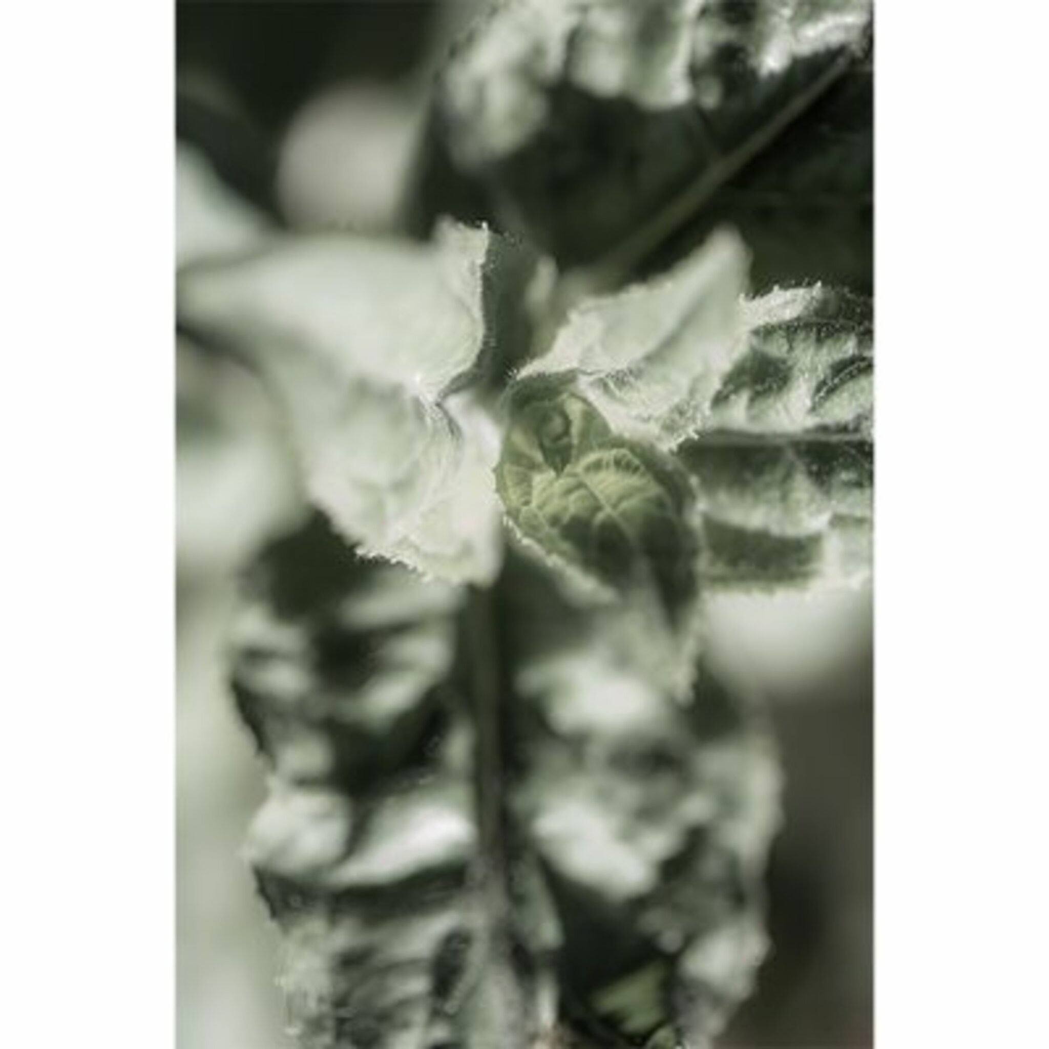 Le Vert Poster