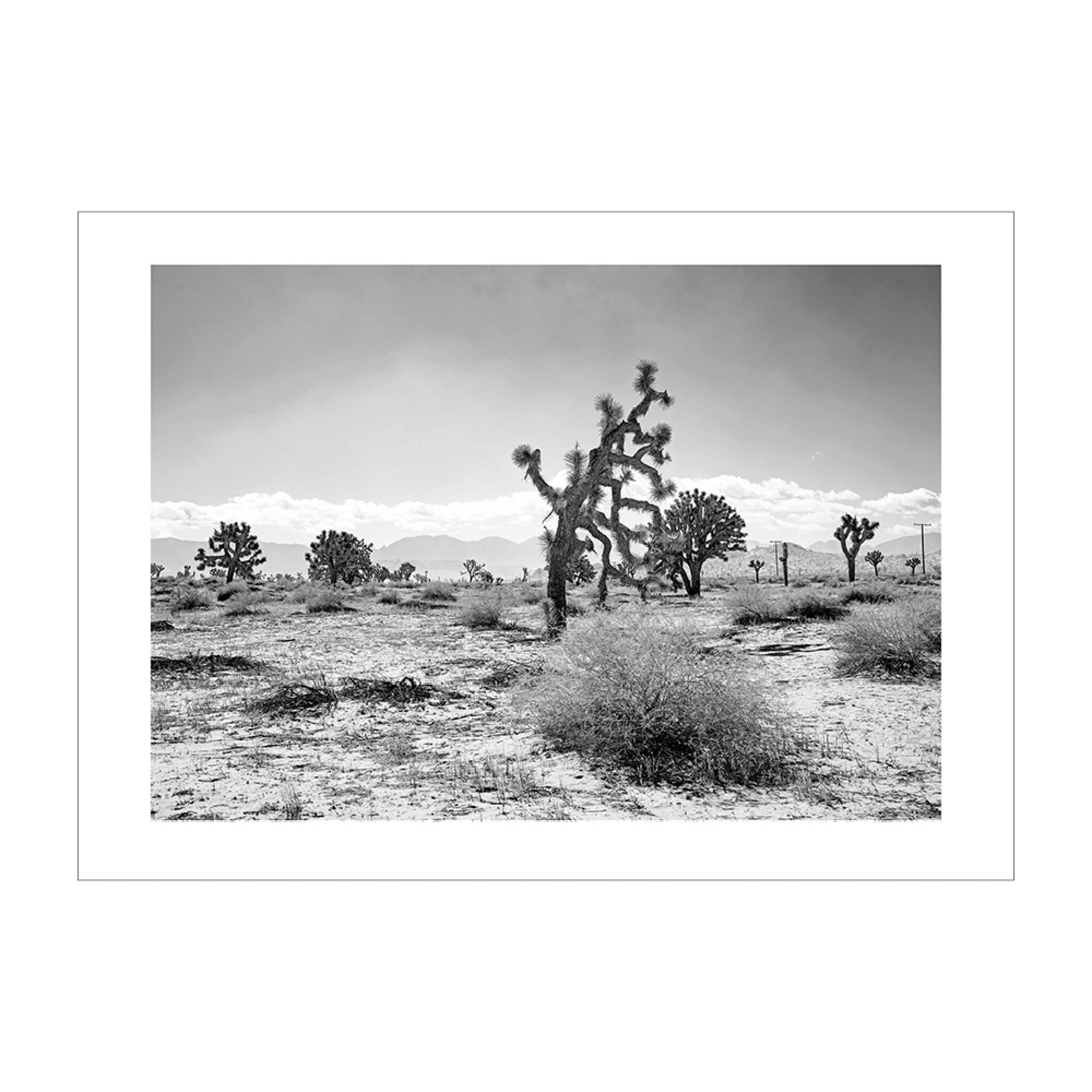 Joshua Tree #1