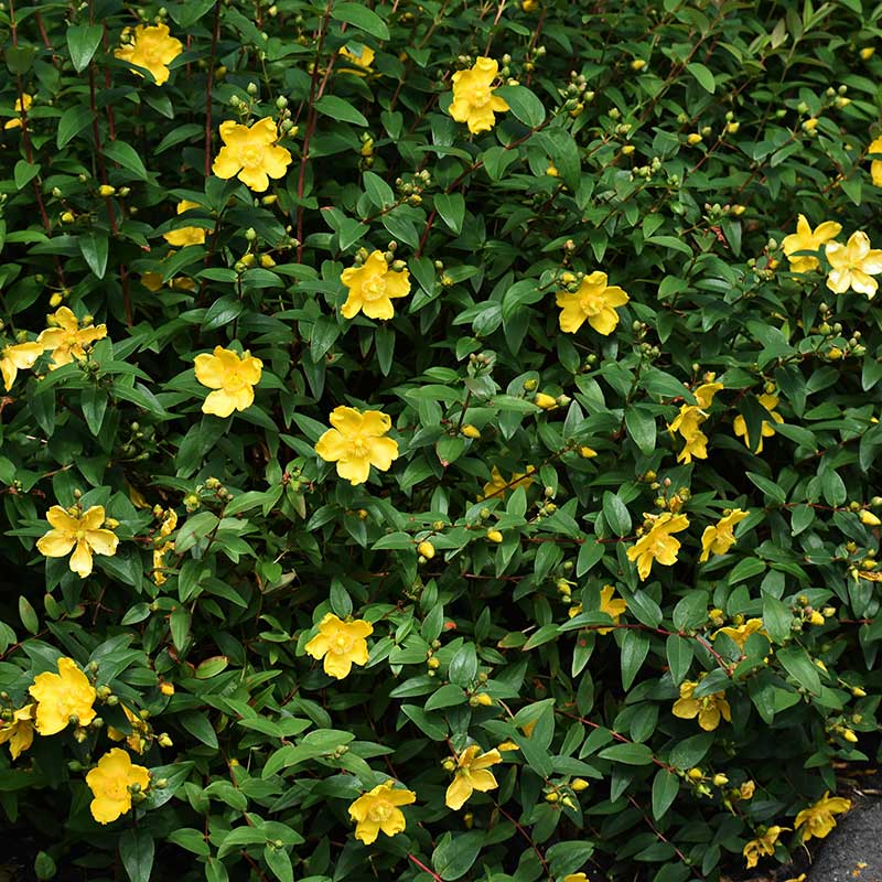 Vinterhyperikum 'Hidcote', 30-50 cm 10-pack