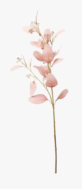 Blush blommor rosa