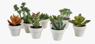 Mini succulent växt blandade