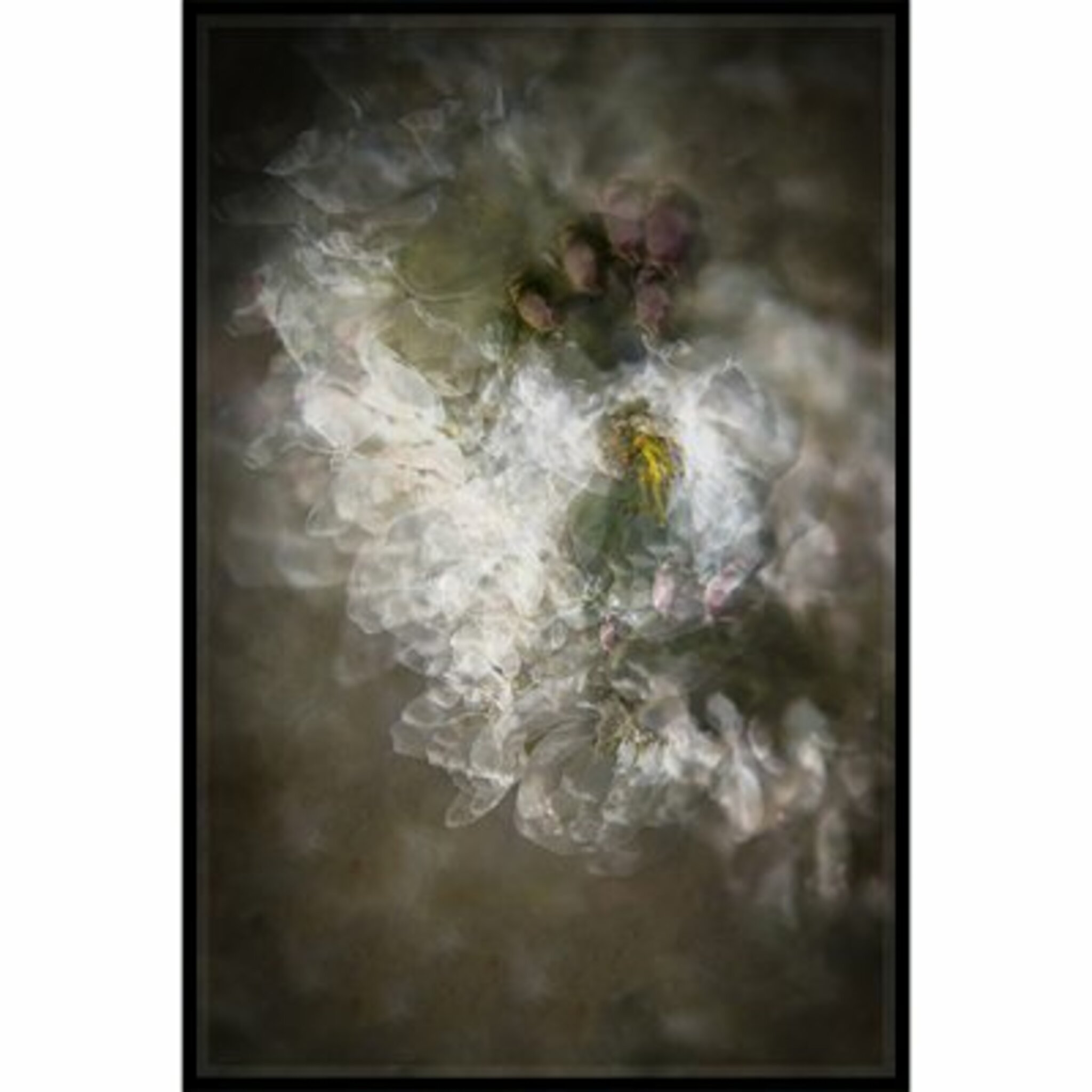 Apple Blossoms Poster