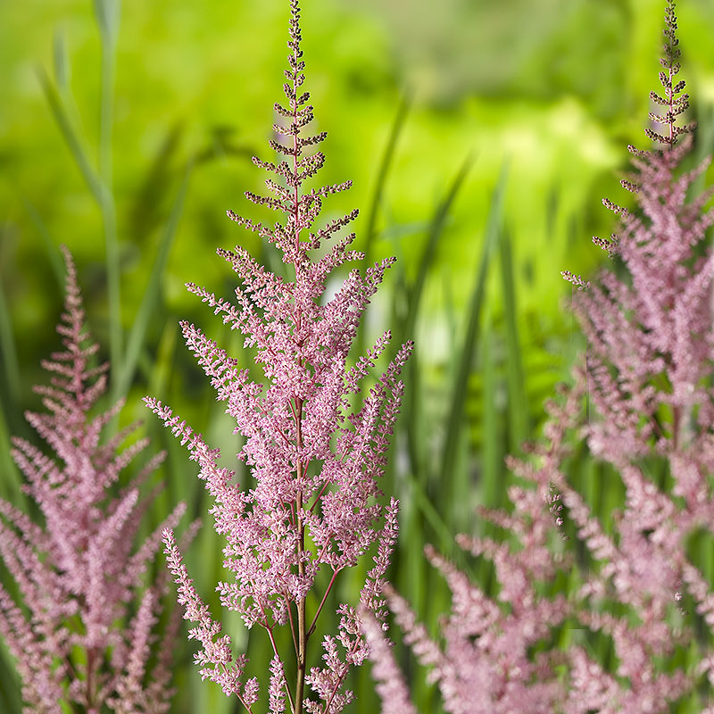 Astilbe 'Arendsii Erika', 3-pack