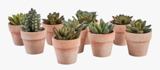 Small succulent växt blandade