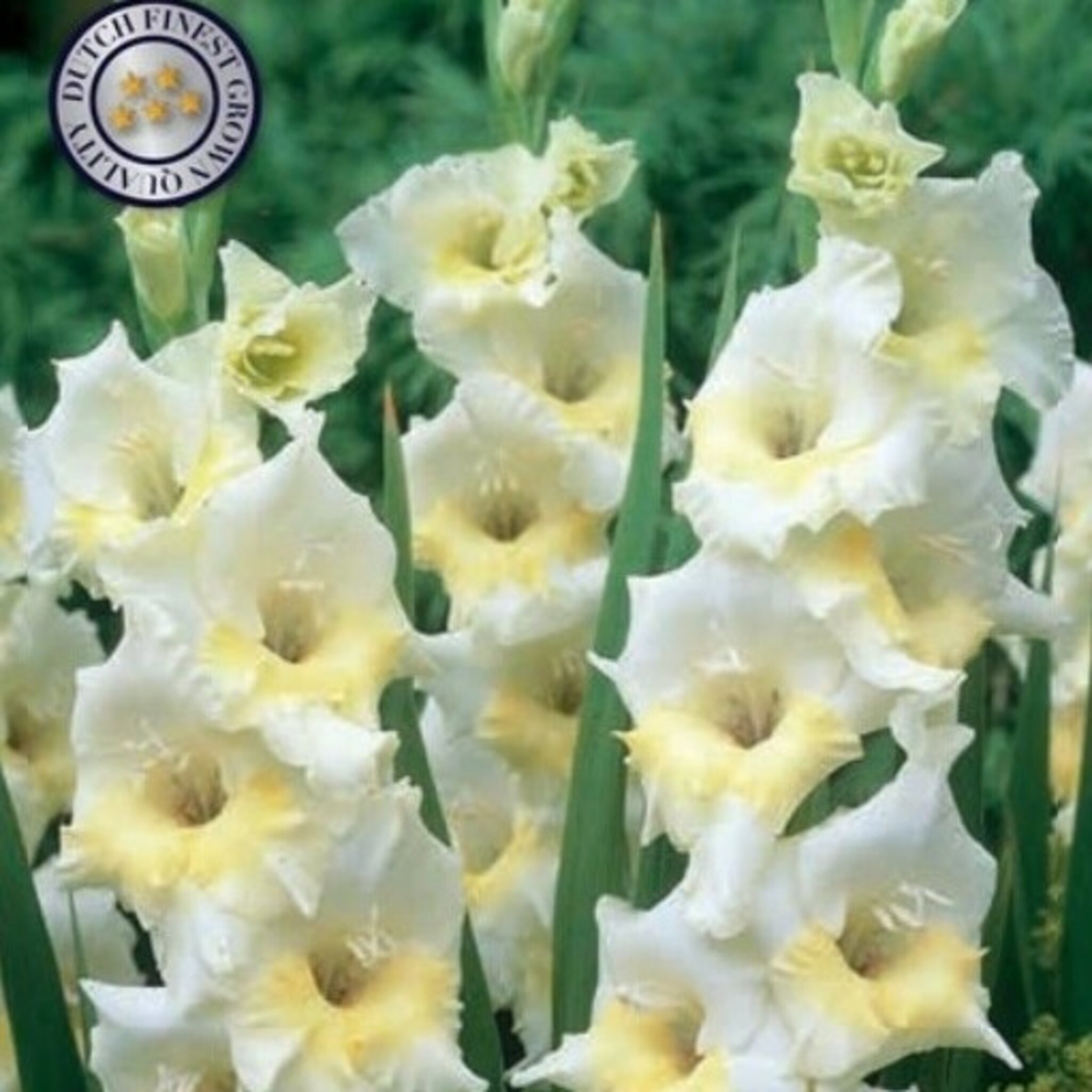 Blomsterlök Gladiolus Break Of Dawn